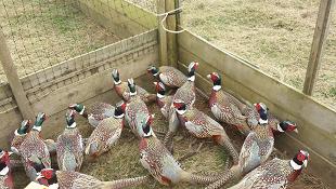 Pheasants