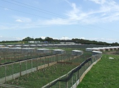 Pheasant Pens