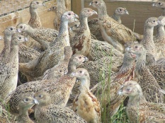 Pheasant Poults