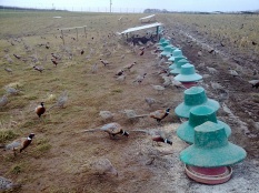 Pheasants